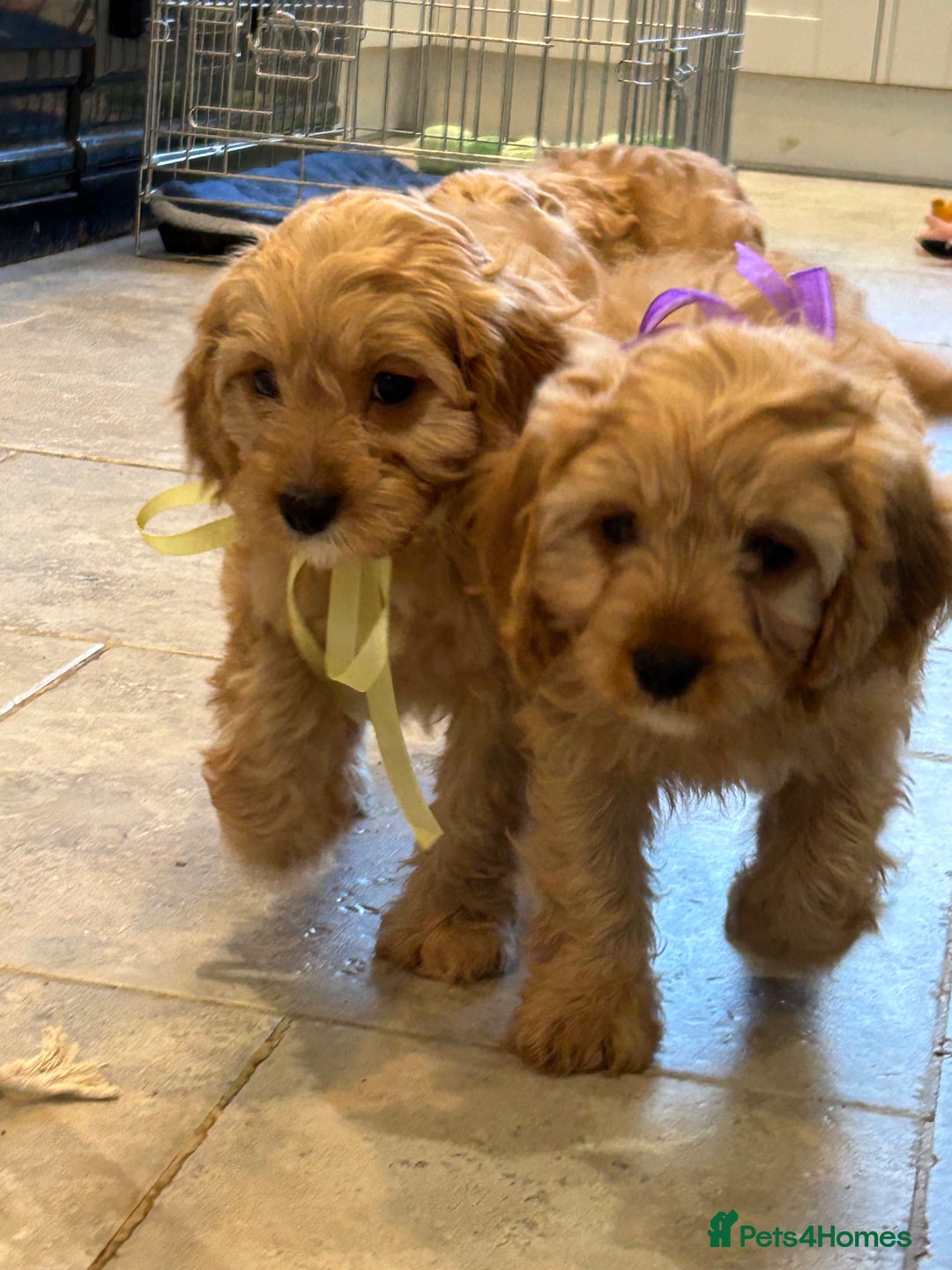 Cavapoo dogs for sale: Cavapoo F1 Ready Now - Advert 16