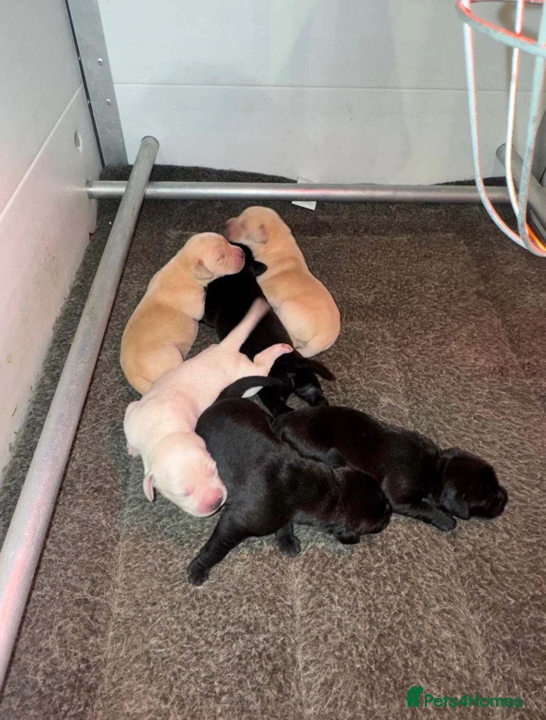 Labrador Retriever dogs for sale: KC LABRADOR RETRIEVER PUPPIES - Advert 15