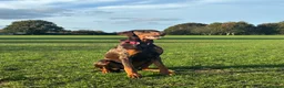 Dobermann dogs for sale: 1 Year Old Doberman Boy - Advert 1