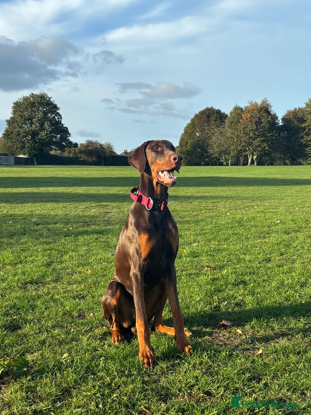 Dobermann dogs for sale: 1 Year Old Doberman Boy - Advert 1