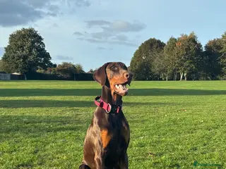 Dobermann dogs 1 Year Old Doberman Boy - Advert 2