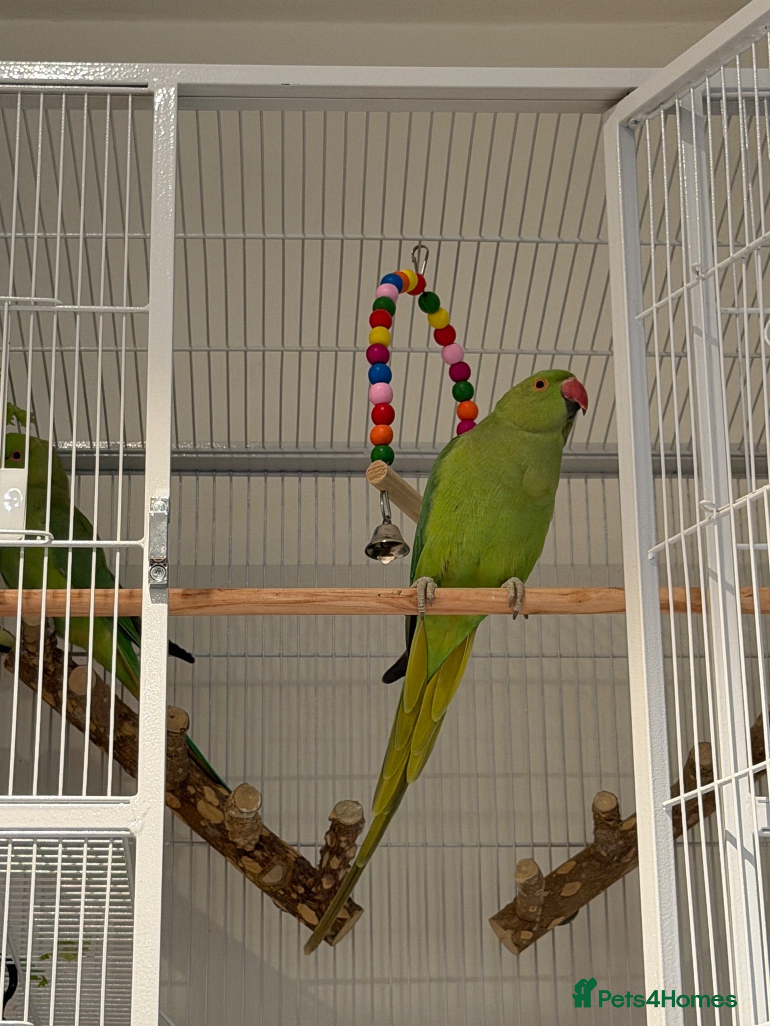Ringnecks birds Indian Ringneck Pair + 2 Cages – £400 - Advert 2