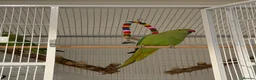 Ringnecks birds for sale: Indian Ringneck Pair + 2 Cages – £400 in Chigwell - Advert 2