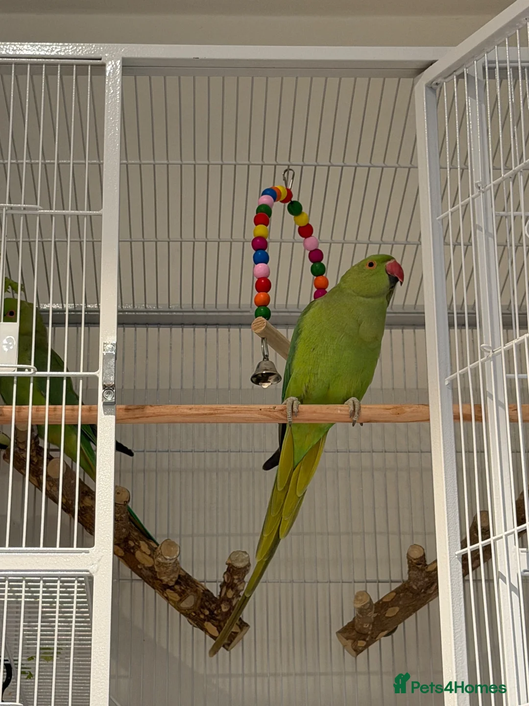 Ringnecks birds for sale: Indian Ringneck Pair + 2 Cages – £400 in Chigwell - Advert 2