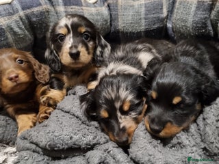 Miniature Dachshund dogs 🐾💙💖KC Reg. Long Haired Mini Dachshunds💖💙🐾 - Advert 15