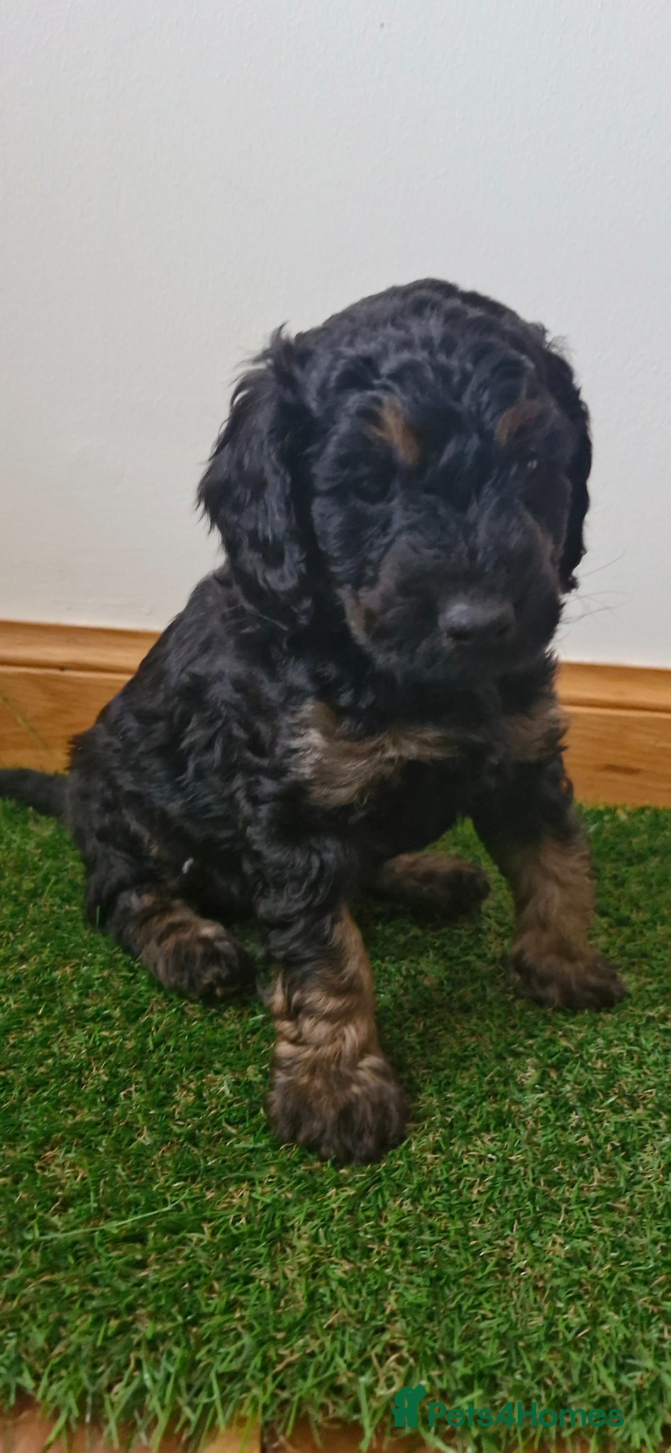 Cavapoo dogs ✨ Exceptional Cavapoo Puppies ✨ - Advert 6