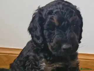 Cavapoo dogs ✨ Exceptional Cavapoo Puppies ✨ - Advert 6