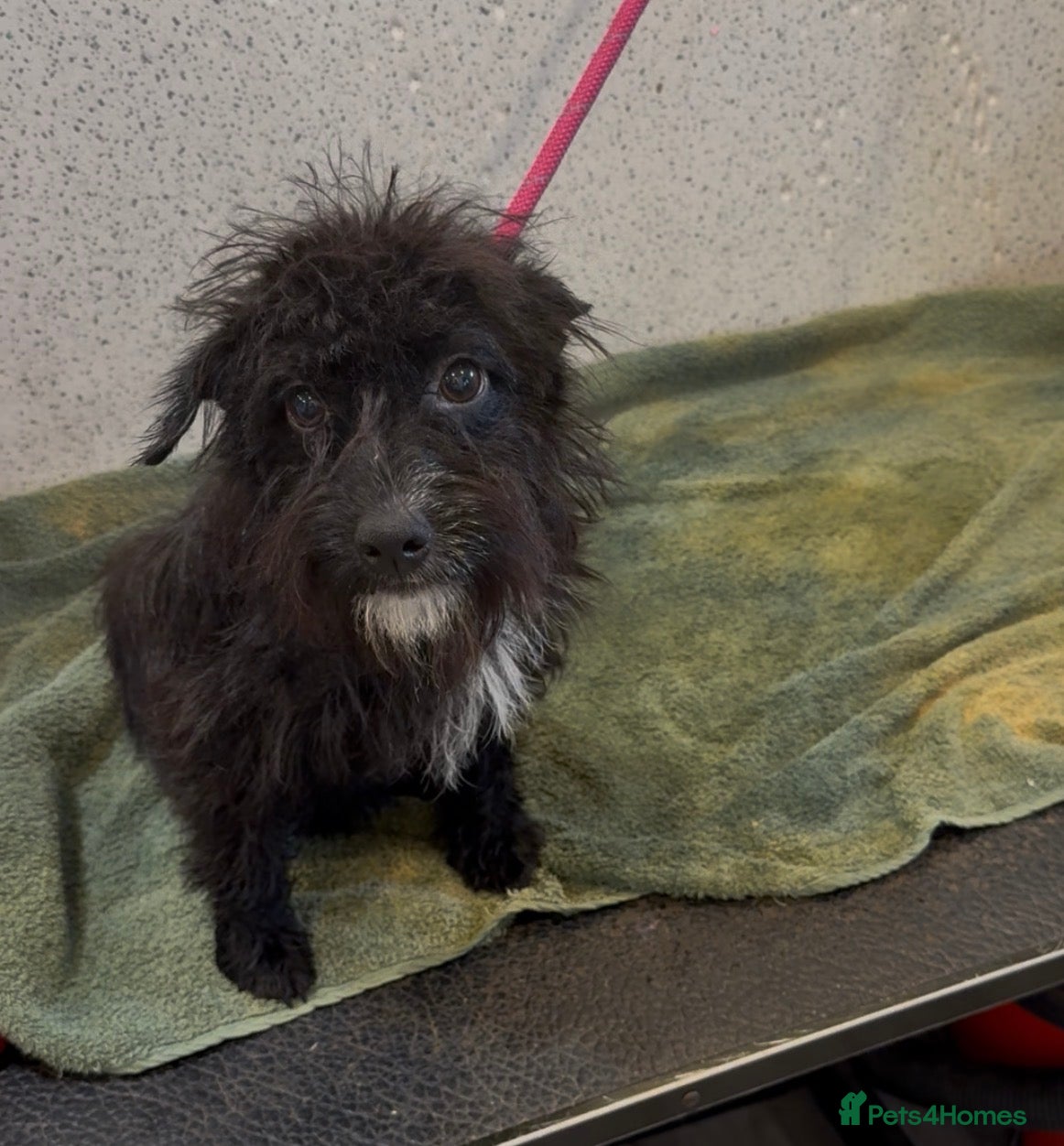 Patterdale Terrier dogs Patterdale female available  - Advert 14