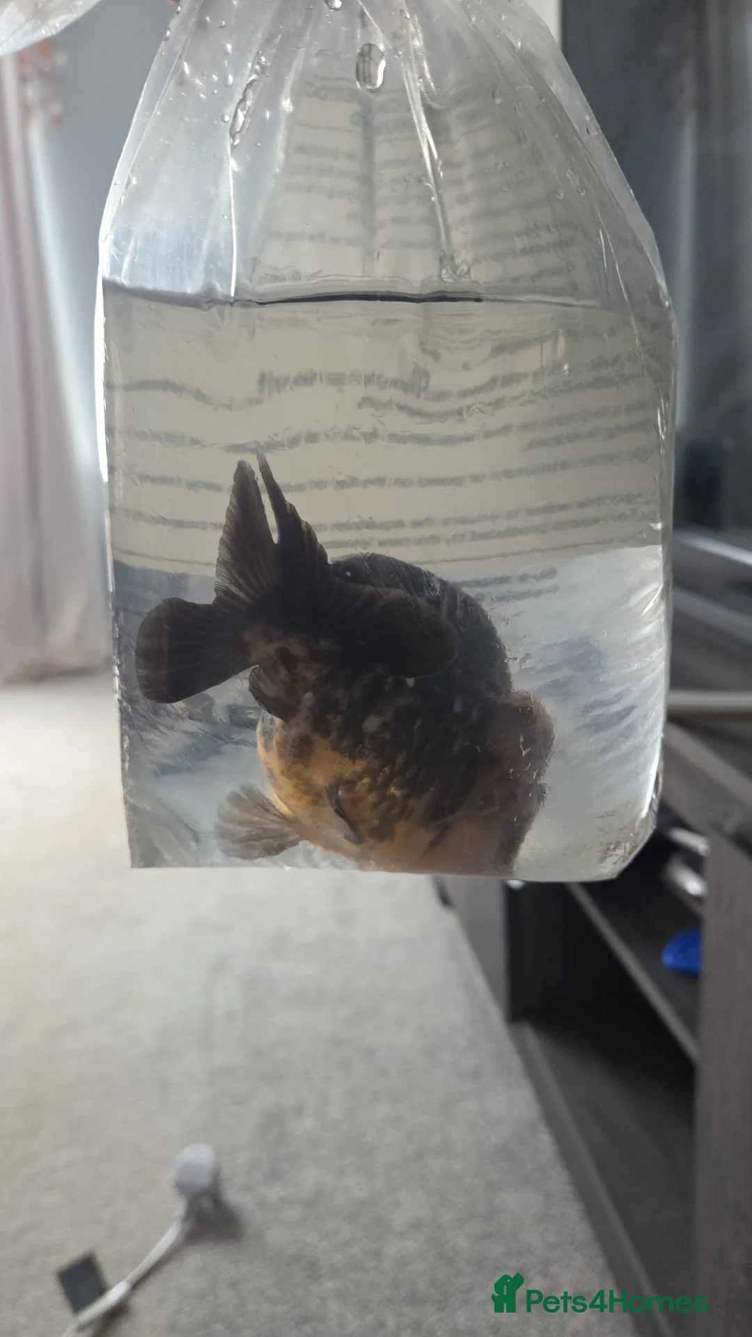 Goldfish fish for sale: 2 panda goldf8sh in Exeter - Advert 2