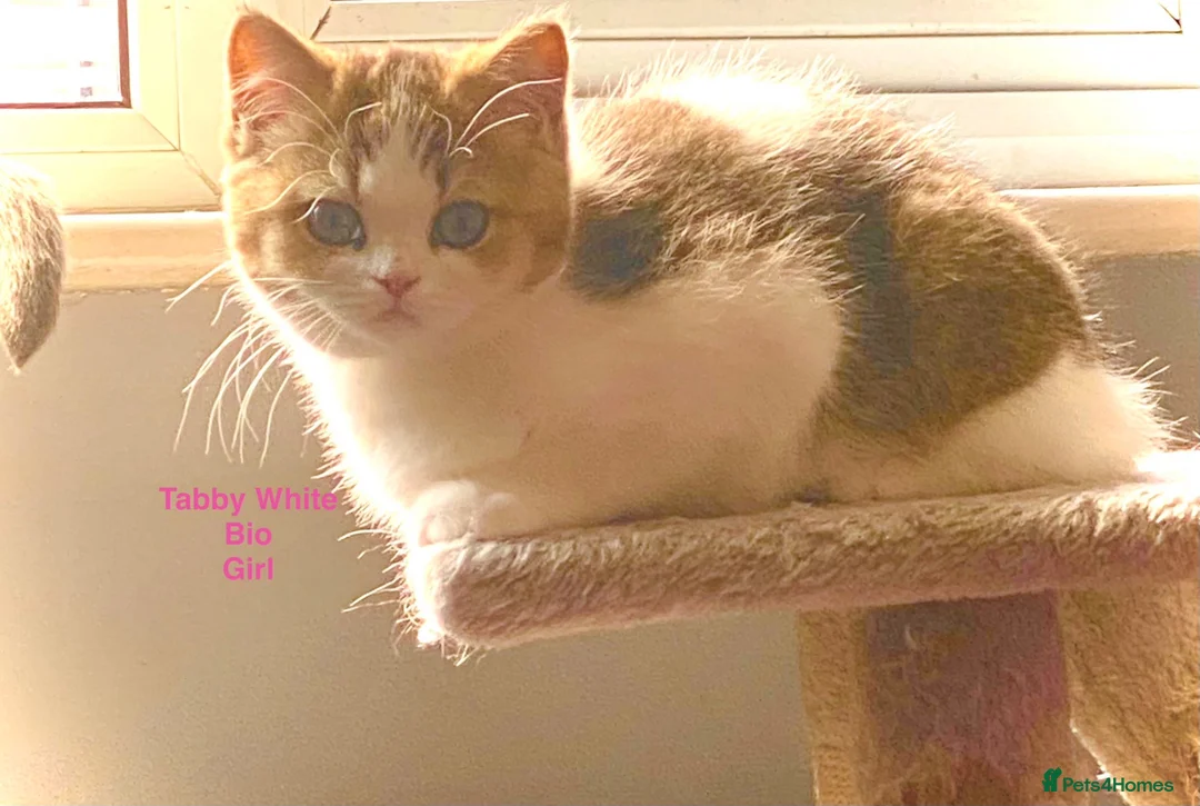 British Shorthair cats for sale: British Shorthair kittens - Advert 7