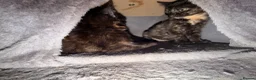 Domestic Shorthair cats for sale: 2 baby tortioushell kittens left - Advert 4