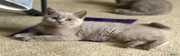 British Shorthair cats for sale: GCCF British shorthair kittens!Ready to collect! - Advert 3