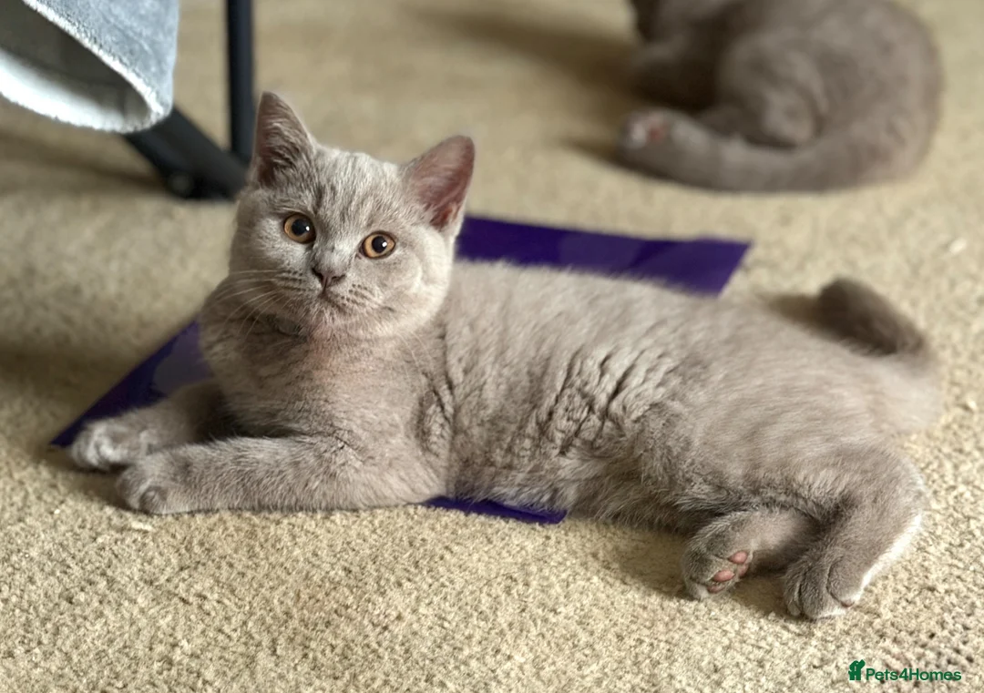 British Shorthair cats for sale: GCCF British shorthair kittens!Ready to collect! - Advert 1