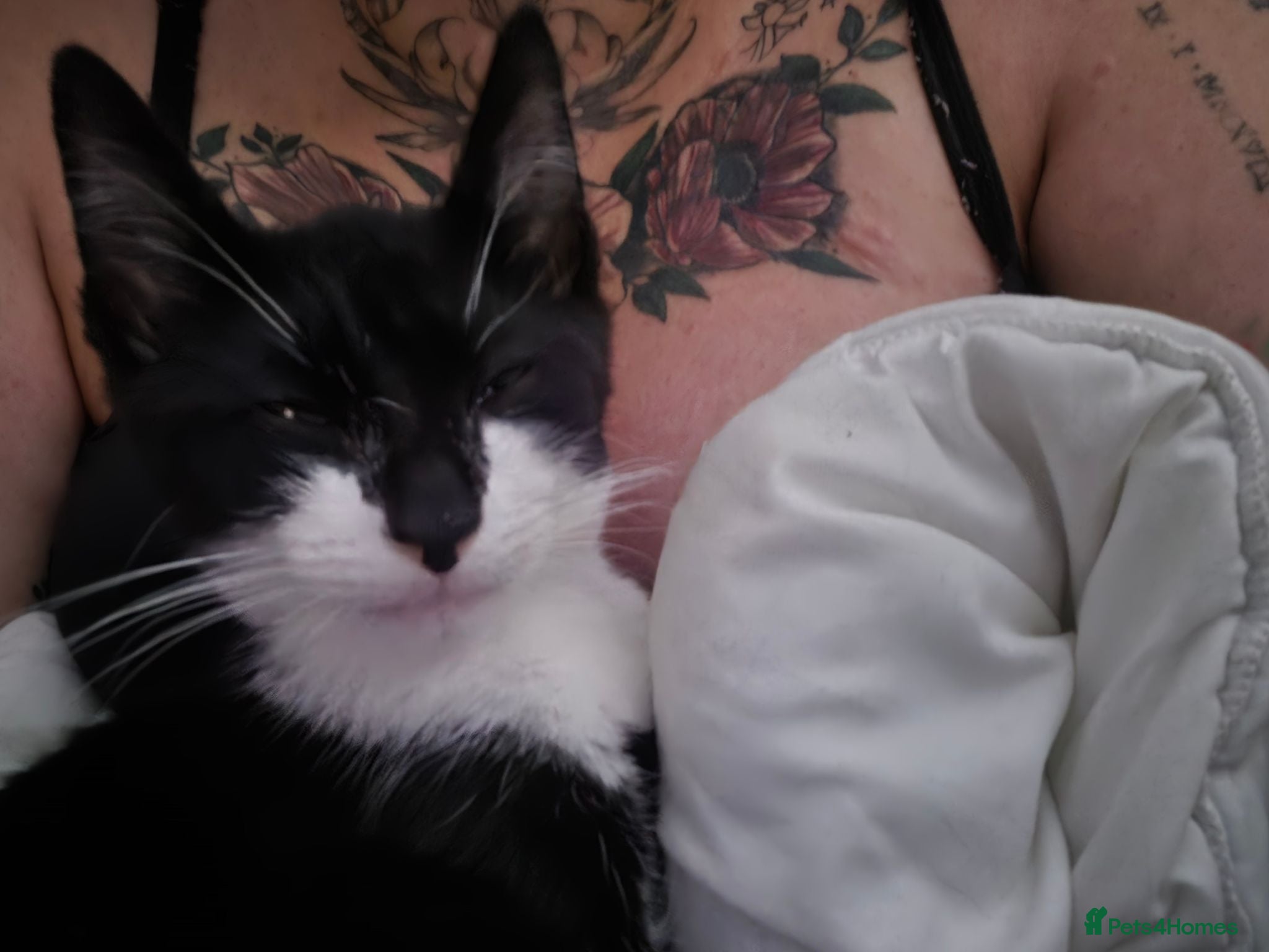 Mixed Breed cats Male kitten  - Advert 2