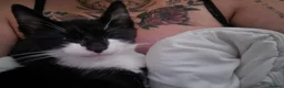 Mixed Breed cats for sale: Male kitten  in Oldham - Advert 1
