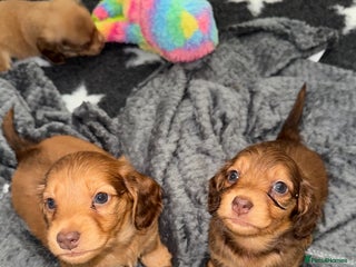 Miniature Dachshund dogs 💚🧡Stunning KC Longhaired Mini Dachshunds💚🧡 - Advert 4