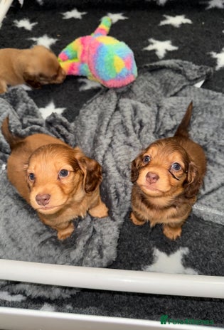 Miniature Dachshund dogs 💚🧡Stunning KC Longhaired Mini Dachshunds💚🧡 - Advert 8
