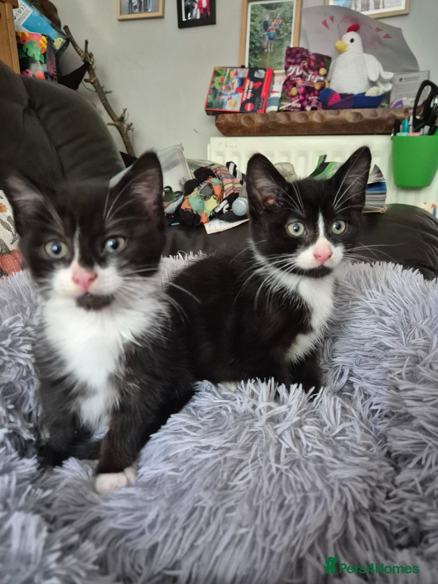 British Shorthair cats Gorgeous male kittens for sale  - Advert 2