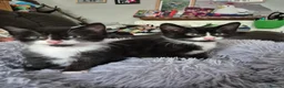 British Shorthair cats for sale: Gorgeous male kittens for sale  - Advert 1