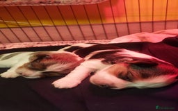 Mixed Breed dogs for sale: Sunning Blueberry and Biewer puppies.  - Image 1
