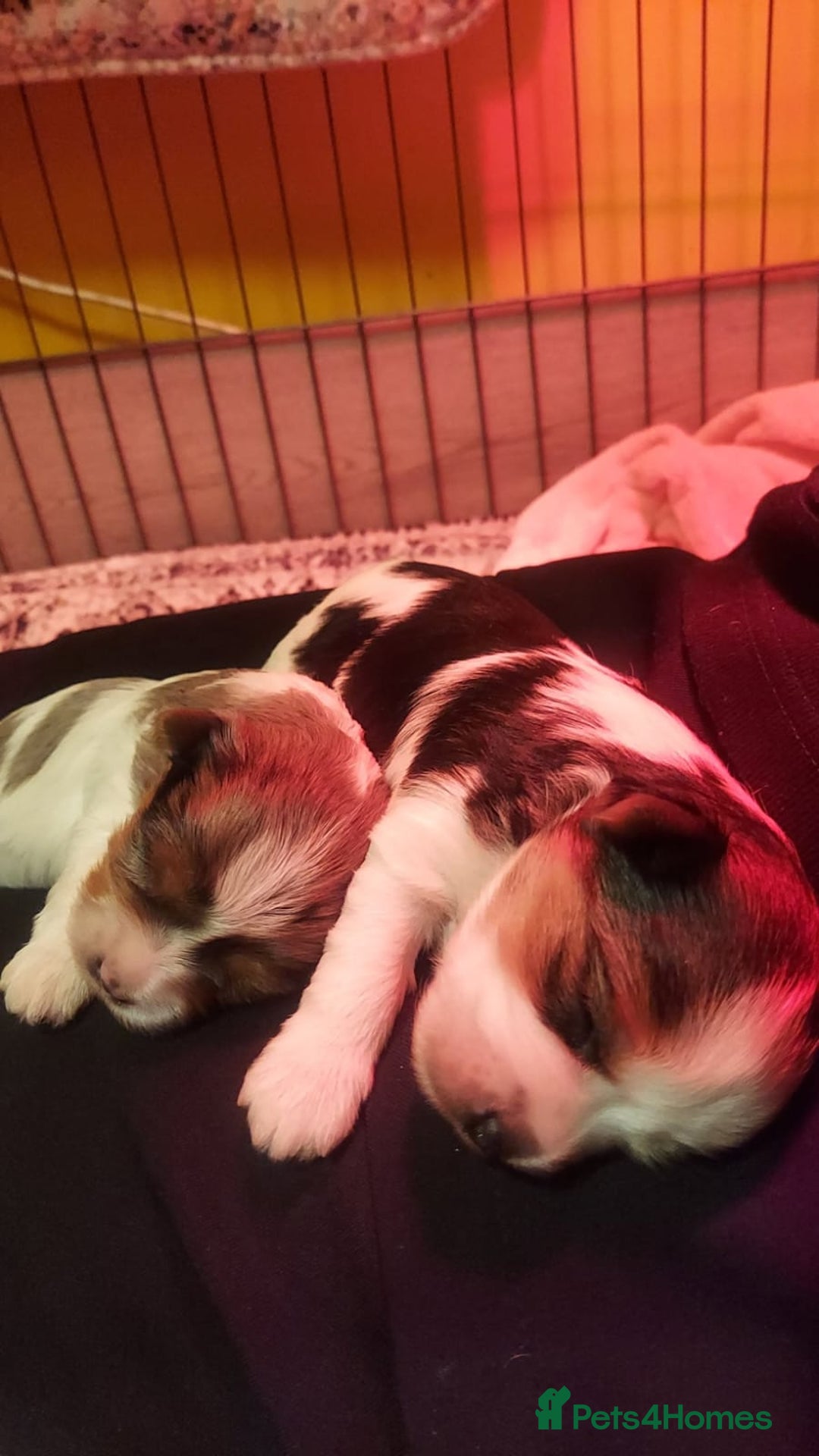 Mixed Breed dogs for sale: Sunning Blueberry and Biewer puppies.  - Image 1