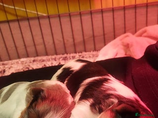 Mixed Breed dogs for sale - Advert 1