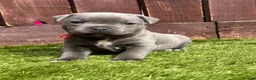 Staffordshire Bull Terrier dogs for sale: KC Staffordshire bull terrier Pharaon puppies  - Advert 8
