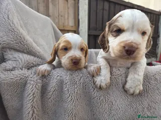 Cocker Spaniel dogs Kc registered cocker spaniels - Advert 18