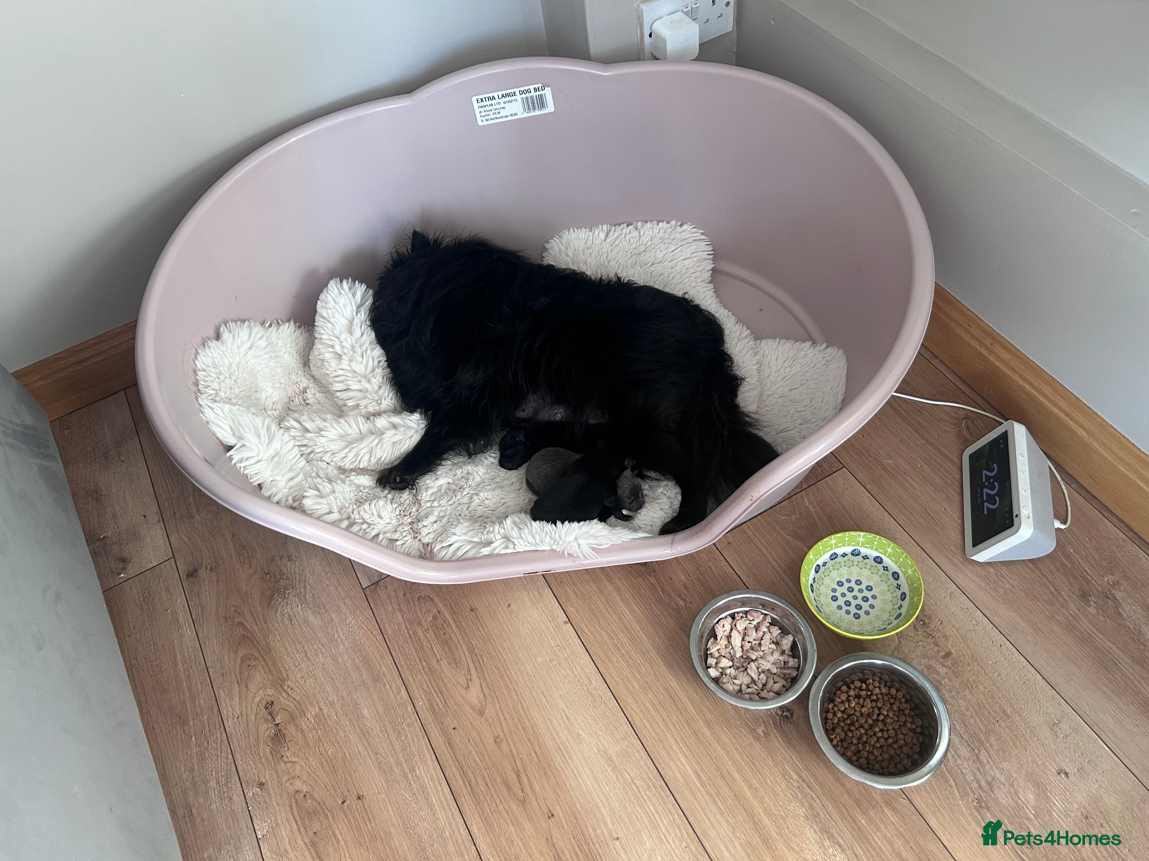 Pomeranian dogs Beautiful well loved Pomeranians  - Advert 14