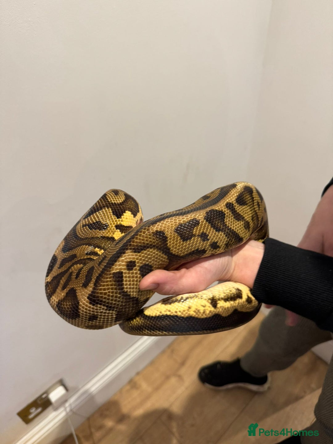 Python Snake reptiles for sale: Very friendly, Royal Python and full set up  - Advert 6