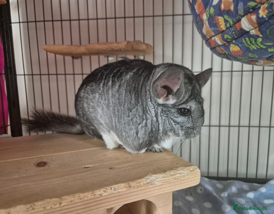 Chinchilla rodents for sale: Chinchilla for rehoming - Image 2