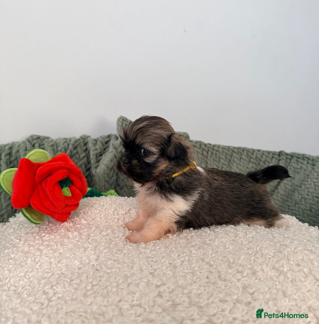 Lhasa Apso dogs for sale: Beautiful litter of KC Lhasa Apso puppies  - Advert 10