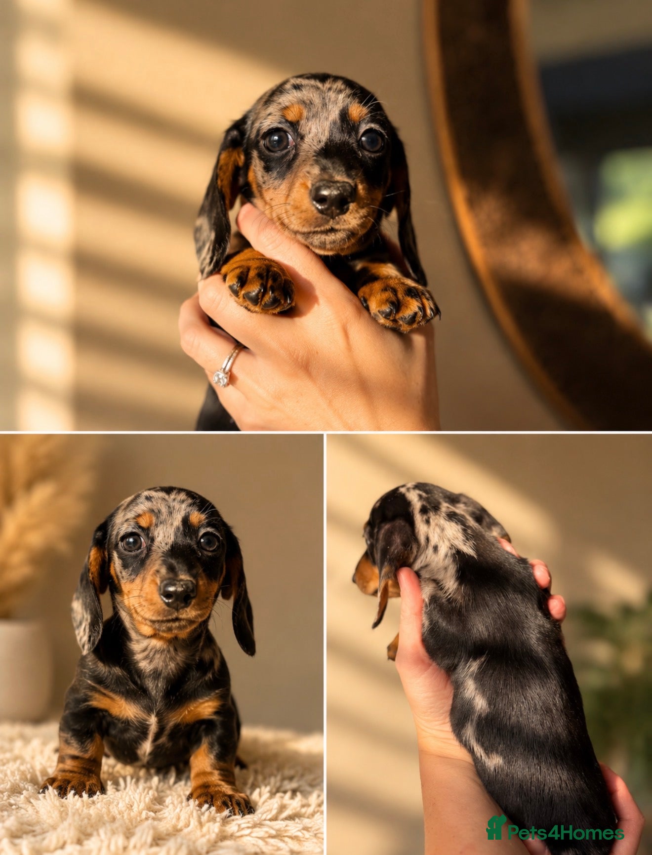 Miniature Dachshund dogs Mixed Coat Miniature Dachshund Females  - Advert 11