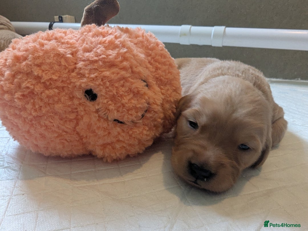 Golden Retriever dogs for sale: KC Registered Golden Retriever Puppies  - Image 14