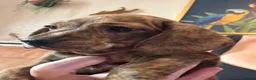 Miniature Dachshund dogs for sale: Ready now litter of brindle miniature Dachshunds - Advert 1