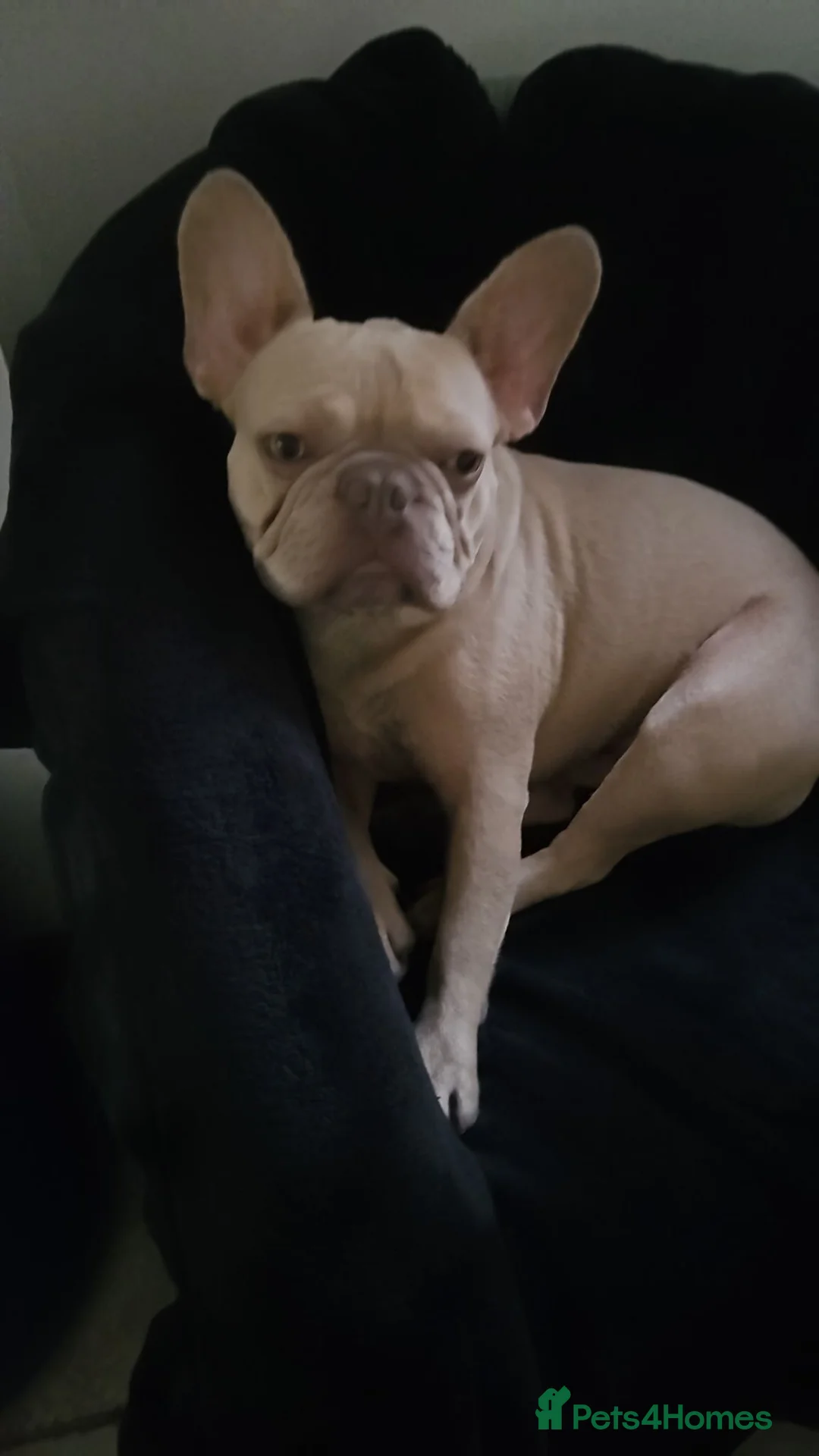 French Bulldog dogs for sale: French Bulldog  - Advert 2