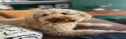 Cockapoo dogs for sale: Rosie 🩷 🐾  - Advert 10