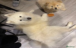 Samoyed dogs for sale: 🐾 🐶 AMAZING, UNIQUE, HEAD TURNING male Samoyed - Image 30