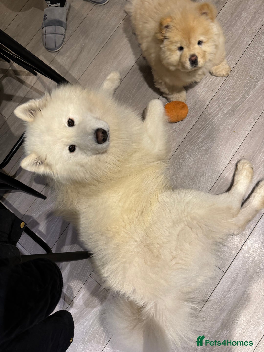 Samoyed dogs for sale: 🐾 🐶 AMAZING, UNIQUE, HEAD TURNING male Samoyed - Image 30