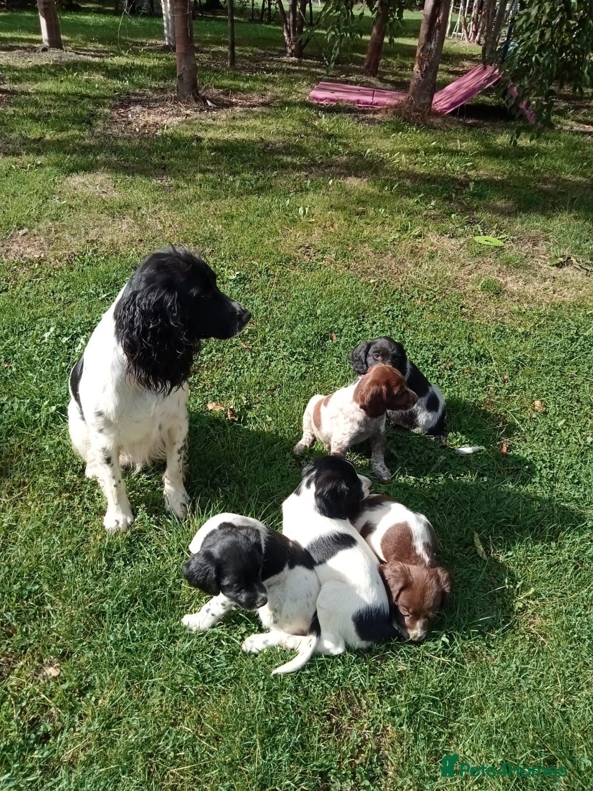 Mixed Breed dogs Rare English Springer X Brittany Spaniels  - Advert 1