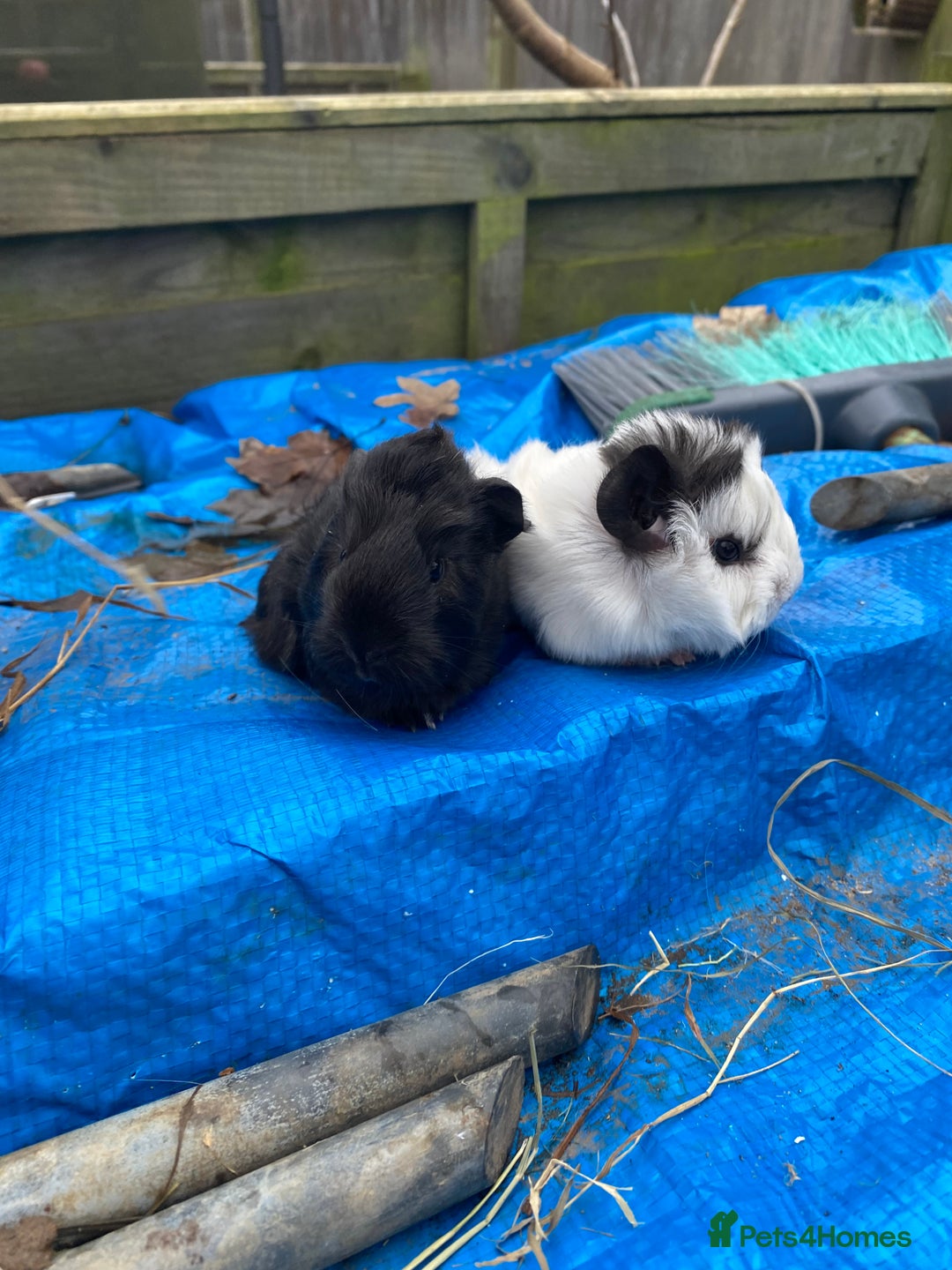 Guinea Pig rodents for sale: Last 1! Peruvian cross baby guinapigs long haired - Advert 9