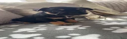 French Bulldog dogs for sale: Beautiful French Bulldog Puppies - Advert 35