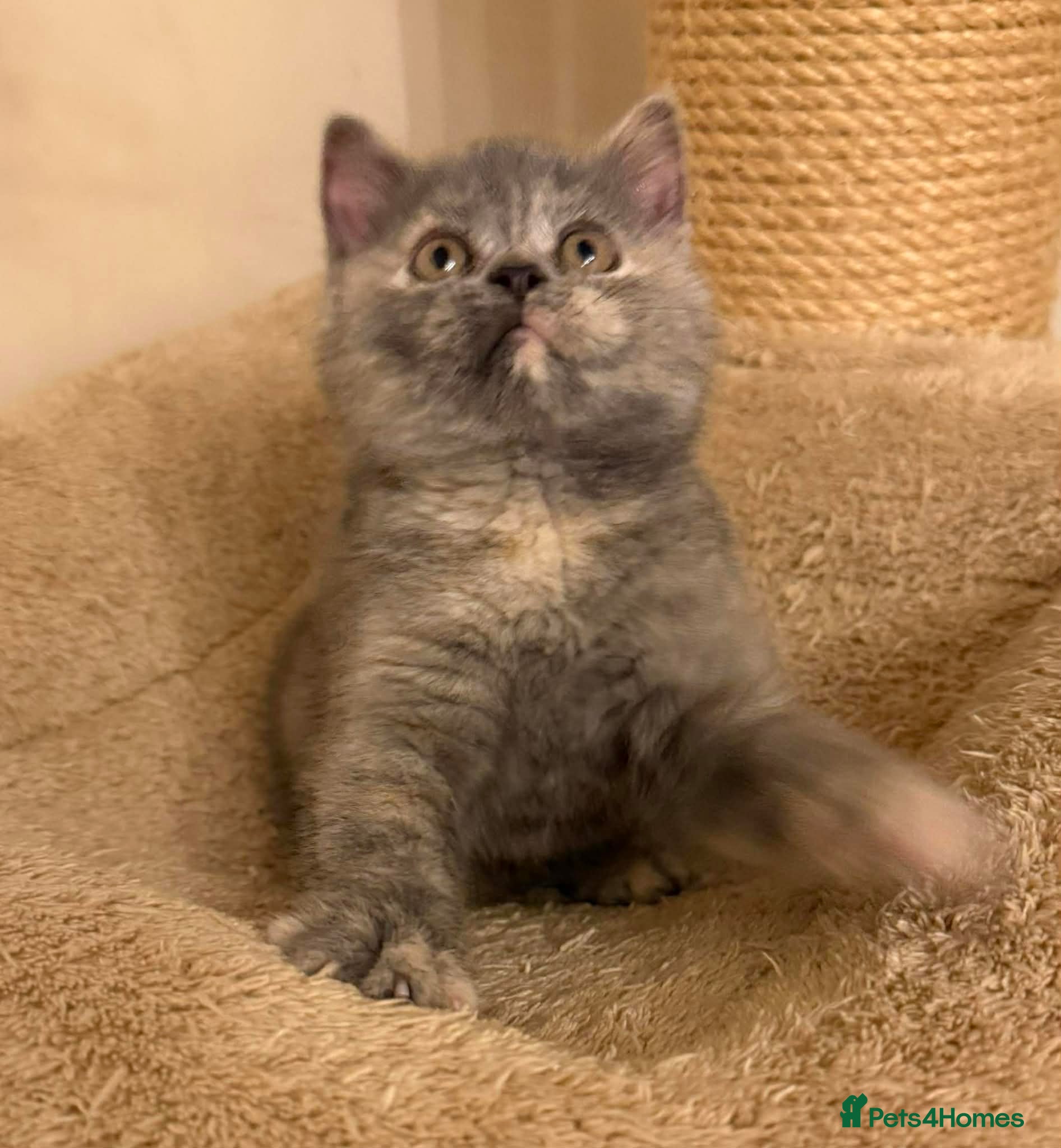 British Shorthair cats Tica reg blue cream Bsh champion lines  - Advert 8