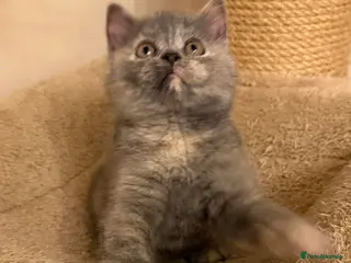 British Shorthair cats Tica reg blue cream Bsh champion lines - Advert 8