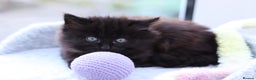 Mixed Breed cats for sale: Adorable Kittens - Advert 16