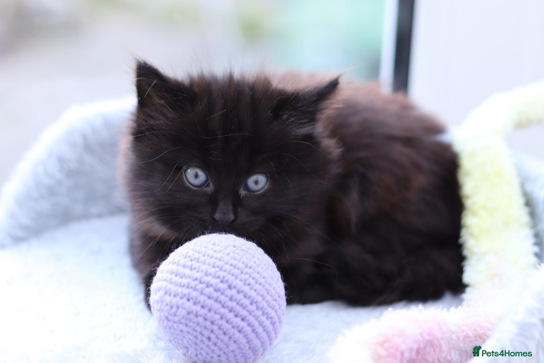 Mixed Breed cats for sale: Adorable Kittens - Advert 16