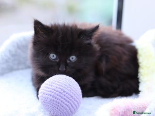 Mixed Breed cats Adorable Kittens - Advert 1