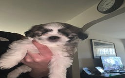 Mixed Breed dogs for sale: Beautiful bishon cross Japanese chin - Advert 5