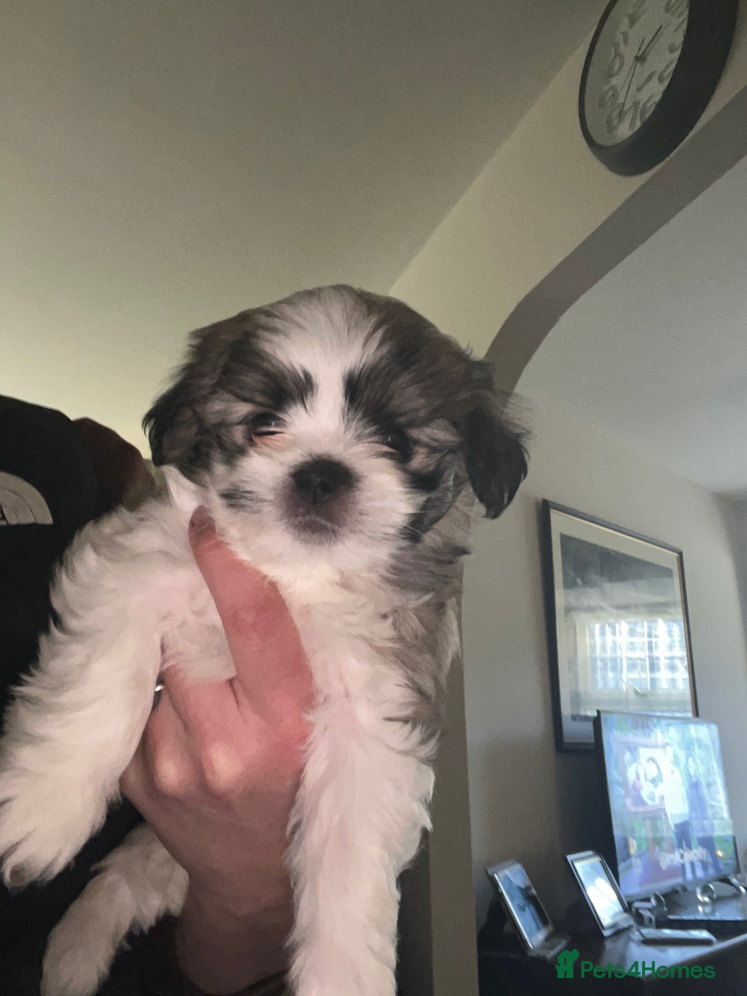 Mixed Breed dogs for sale: Beautiful bishon cross Japanese chin - Advert 5