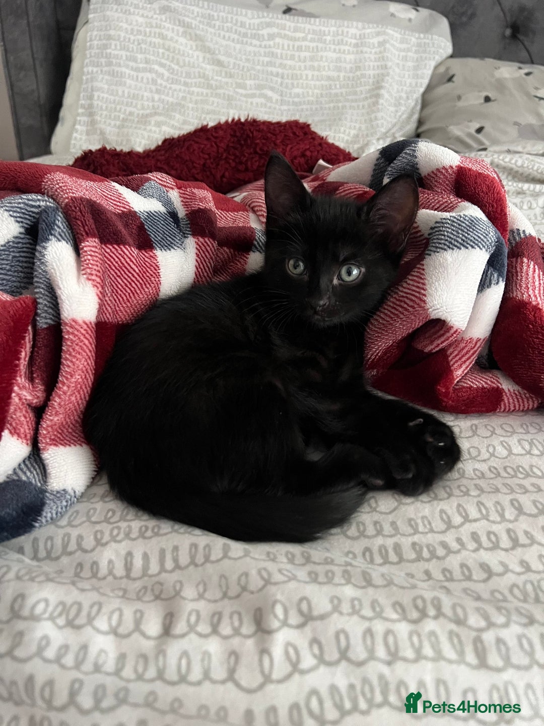 Mixed Breed cats for sale: Tortie kittens - Image 7